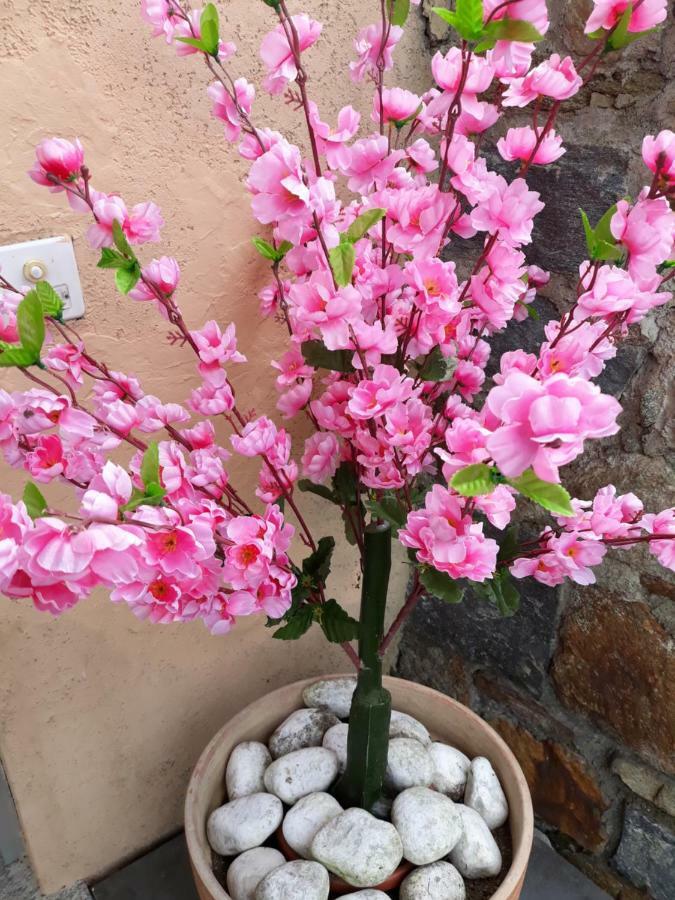 Piazzogna Holiday Home Casa Stefi المظهر الخارجي الصورة